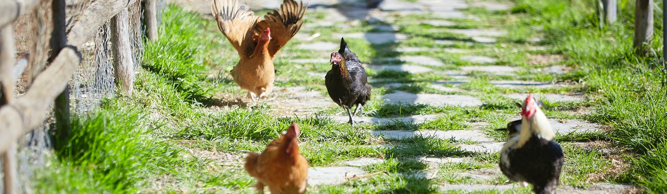 Book your wedding day in Grecotel Agrecofarm Crete